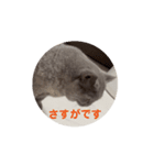 動くマリーさん（個別スタンプ：11）