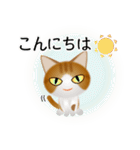 色々な猫12-1 短毛-立ち耳-茶トラ白（個別スタンプ：5）