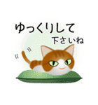 色々な猫12-1 短毛-立ち耳-茶トラ白（個別スタンプ：12）