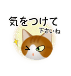 色々な猫12-1 短毛-立ち耳-茶トラ白（個別スタンプ：14）