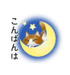 色々な猫12-3 長毛-立ち耳-茶トラ白（個別スタンプ：7）