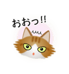 色々な猫12-3 長毛-立ち耳-茶トラ白（個別スタンプ：10）