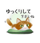 色々な猫12-3 長毛-立ち耳-茶トラ白（個別スタンプ：12）
