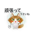 色々な猫12-3 長毛-立ち耳-茶トラ白（個別スタンプ：16）