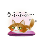 色々な猫12-3 長毛-立ち耳-茶トラ白（個別スタンプ：25）