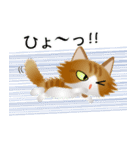 色々な猫12-3 長毛-立ち耳-茶トラ白（個別スタンプ：34）