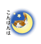 色々な猫12-4 長毛-垂れ耳-茶トラ白（個別スタンプ：7）