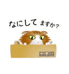 色々な猫12-4 長毛-垂れ耳-茶トラ白（個別スタンプ：8）
