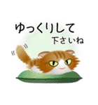 色々な猫12-4 長毛-垂れ耳-茶トラ白（個別スタンプ：12）