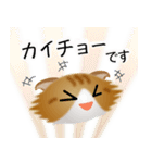 色々な猫12-4 長毛-垂れ耳-茶トラ白（個別スタンプ：17）