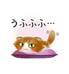 色々な猫12-4 長毛-垂れ耳-茶トラ白（個別スタンプ：25）