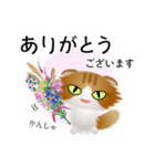 色々な猫12-4 長毛-垂れ耳-茶トラ白（個別スタンプ：31）