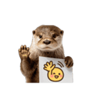 動く！カワウソの気持ちパネル（個別スタンプ：2）