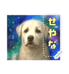 書き込める！！びっくりアニマル♥宇宙×動物（個別スタンプ：7）