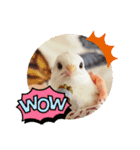 ヒメウズラの一日②（個別スタンプ：9）