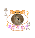 うさぎとカメ1（個別スタンプ：3）
