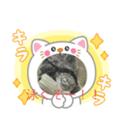うさぎとカメ1（個別スタンプ：7）
