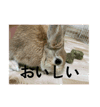 うさぎとカメ1（個別スタンプ：12）