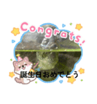うさぎとカメ1（個別スタンプ：13）
