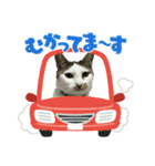 みーちゃん·͜·ᰔᩚ（個別スタンプ：8）