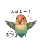 コザクラインコ【毎日使える】（個別スタンプ：1）
