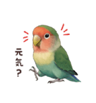 コザクラインコ【毎日使える】（個別スタンプ：2）