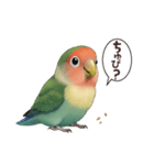 コザクラインコ【毎日使える】（個別スタンプ：3）
