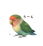 コザクラインコ【毎日使える】（個別スタンプ：4）