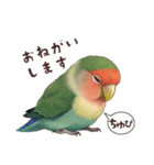 コザクラインコ【毎日使える】（個別スタンプ：5）