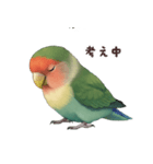 コザクラインコ【毎日使える】（個別スタンプ：8）