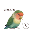 コザクラインコ【毎日使える】（個別スタンプ：9）