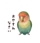 コザクラインコ【毎日使える】（個別スタンプ：10）
