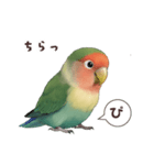 コザクラインコ【毎日使える】（個別スタンプ：11）