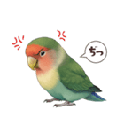 コザクラインコ【毎日使える】（個別スタンプ：12）