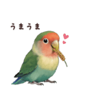 コザクラインコ【毎日使える】（個別スタンプ：13）