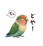 コザクラインコ【毎日使える】（個別スタンプ：15）