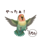 コザクラインコ【毎日使える】（個別スタンプ：16）