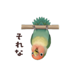 コザクラインコ【毎日使える】（個別スタンプ：17）