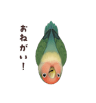 コザクラインコ【毎日使える】（個別スタンプ：19）