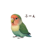 コザクラインコ【毎日使える】（個別スタンプ：20）