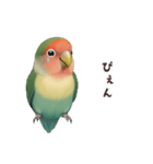 コザクラインコ【毎日使える】（個別スタンプ：21）