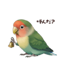 コザクラインコ【毎日使える】（個別スタンプ：24）