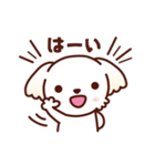 マルチーズ_今の思い（個別スタンプ：11）
