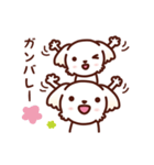 マルチーズ_今の思い（個別スタンプ：20）