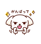 マルチーズ_今の思い（個別スタンプ：21）