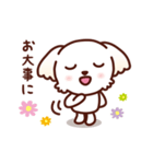 マルチーズ_今の思い（個別スタンプ：34）