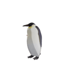 ケイジペンギン（個別スタンプ：3）