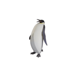 ケイジペンギン（個別スタンプ：5）