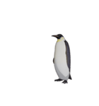 ケイジペンギン（個別スタンプ：8）