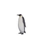 ケイジペンギン（個別スタンプ：9）